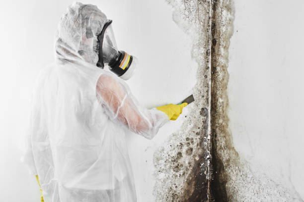 Best Mold Remediation Services  in Arvada, CO