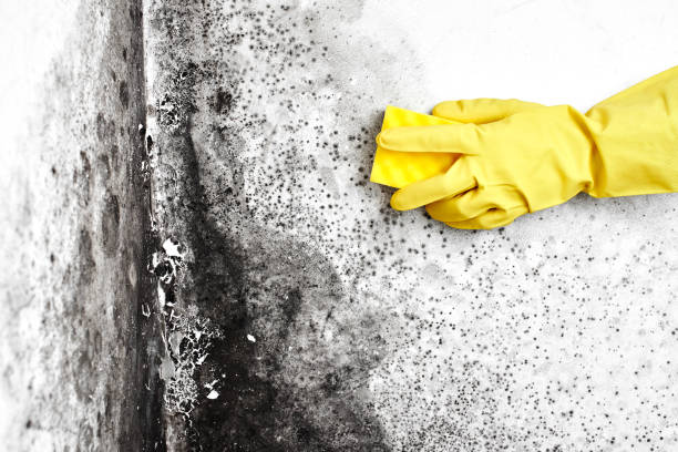 Best Certified Mold Removal  in Arvada, CO