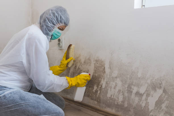 Mold Removal Process in Arvada, CO