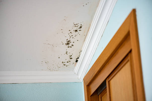 Best Office Mold Removal Services  in Arvada, CO