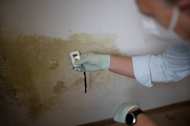 Best Toxic Mold Removal  in Arvada, CO