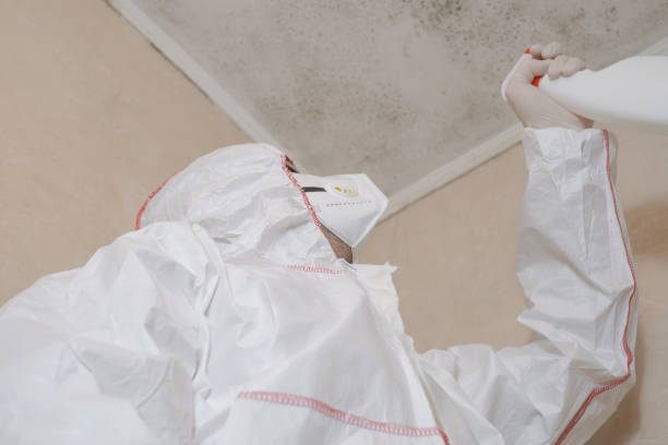 Best Mold Damage Repair  in Arvada, CO