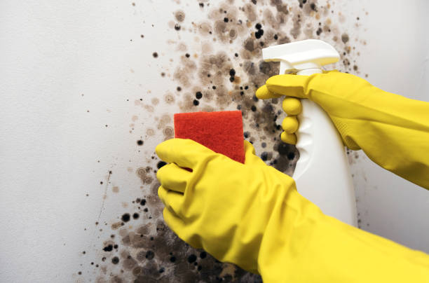 Reliable Arvada, CO Mold Removal Solutions