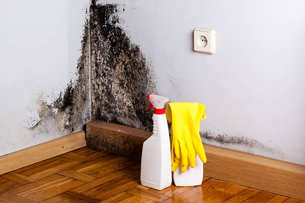 Mold Removal and Inspection in Arvada, CO