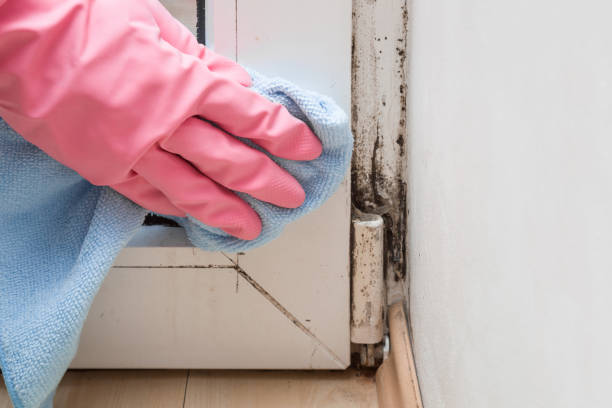 Best Local Mold Removal Service  in Arvada, CO