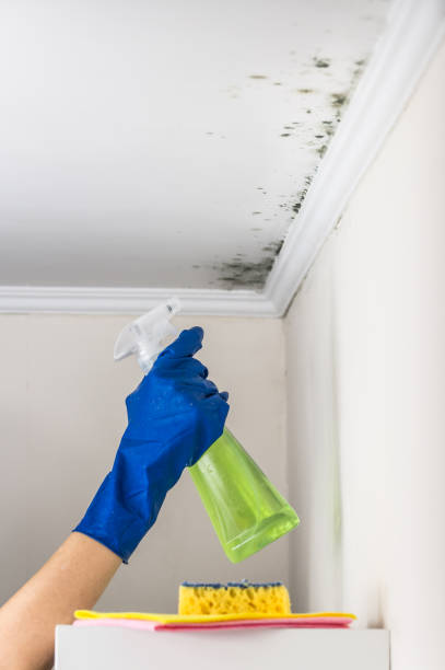 Best Same-Day Mold Removal  in Arvada, CO