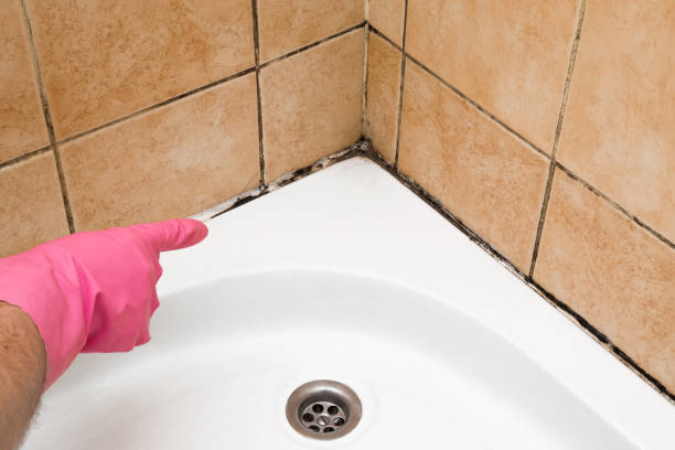 Best Commercial Mold Removal  in Arvada, CO